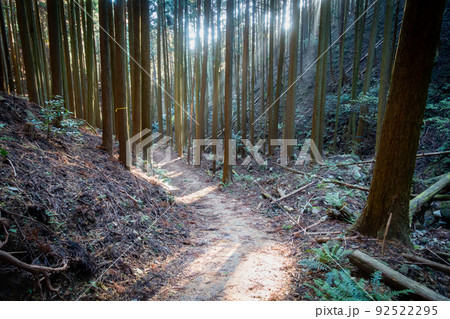 森林の写真。大自然・山のイメージ。経ヶ峰の森。 森林の写真。大自然・山のイメージ。経ヶ峰の森。 92522295
