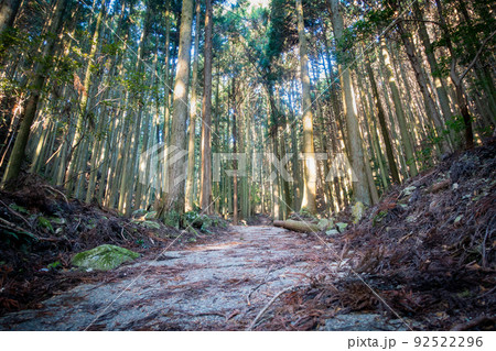 森林の写真。大自然・山のイメージ。経ヶ峰の森。 92522296