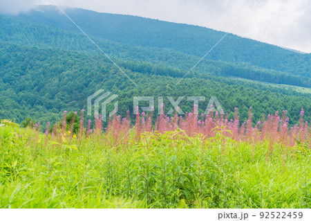 （長野県）富士見高原リゾート　創造の森・お花畑 92522459