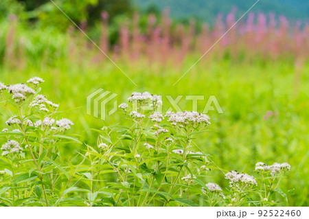（長野県）富士見高原リゾート　創造の森・お花畑 92522460
