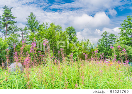 長野県）富士見高原リゾート・創造の森 お花畑の写真素材 [92522769