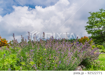 （長野県）富士見高原リゾート・創造の森　お花畑 92522771