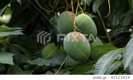 マンゴー マンゴ 大人っぽい 92523024