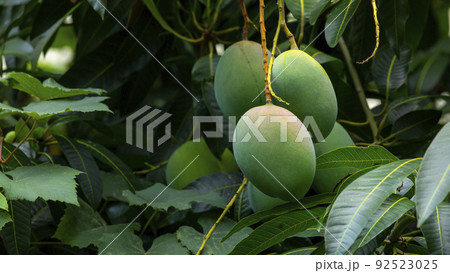 マンゴー マンゴ 大人っぽい 92523025