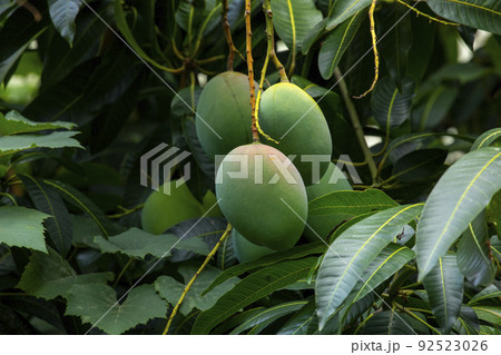 マンゴー マンゴ 大人っぽい 92523026