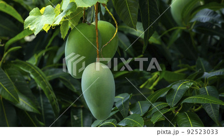 マンゴー マンゴ 大人っぽい 92523033