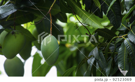 マンゴー マンゴ 大人っぽい 92523069