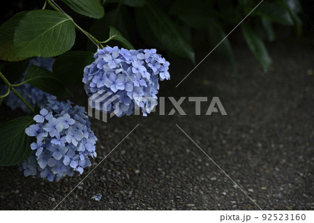 大塚性海寺歴史公園の紫陽花 92523160