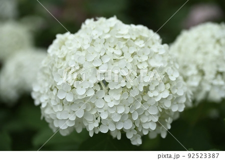 大塚性海寺歴史公園の紫陽花 92523387