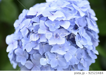 大塚性海寺歴史公園の紫陽花 92523484