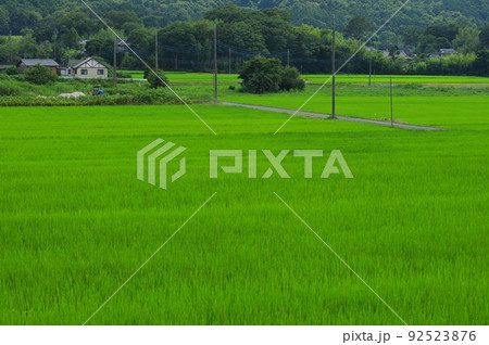 つくばの田園風景 夏の田んぼ つくばの田園風景 夏の田んぼ 92523876