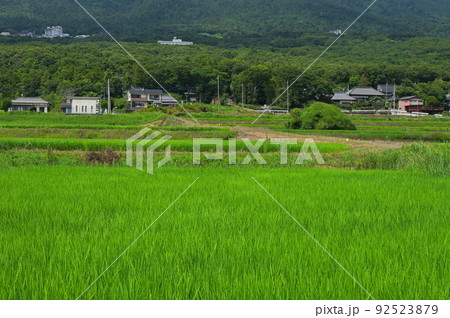 筑波山の麓　夏の里山風景 92523879