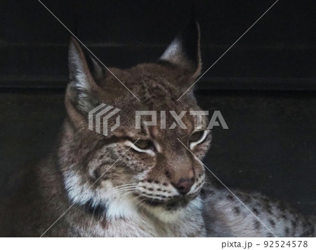 ボブキャット 92524578