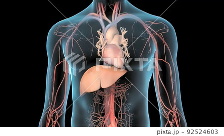 heart and liver function 3d 92524603