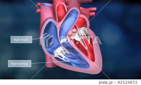 Heartwork system. Pumps Blood Through The Human Body Heartwork system. Pumps Blood Through The Human Body 92524672