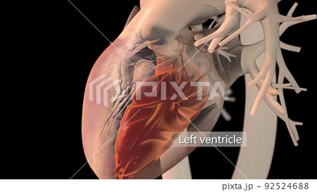 Human heart, realistic anatomy Human heart, realistic anatomy 92524688