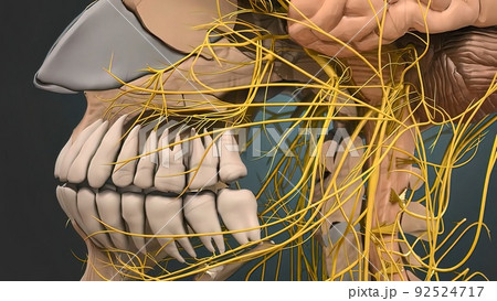 obstruction of the vessels of the brain obstruction of the vessels of the brain 92524717