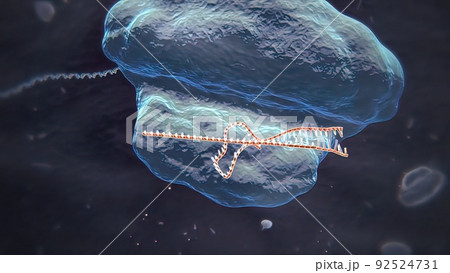Mechanisms that induce or suppress the expression of a gene 92524731