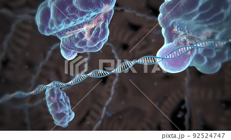 Mechanisms that induce or suppress the expression of a gene 92524747