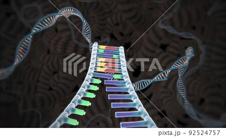 Mechanisms that induce or suppress the expression of a gene 92524757