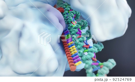 Mechanisms that induce or suppress the expression of a gene 92524769