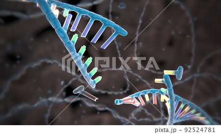 Mechanisms that induce or suppress the expression of a gene 92524781
