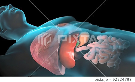 Human Internal Organs. Liver, pancreas, gallbladder. Human Internal Organs. Liver, pancreas, gallbladder. 92524798