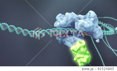 Mechanisms that induce or suppress the expression of a gene 92524805