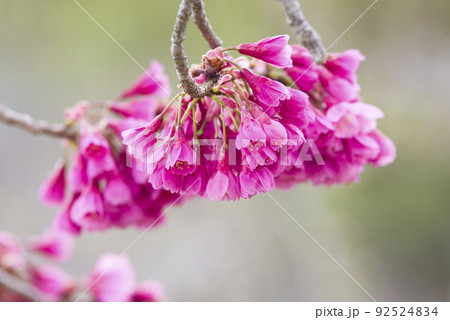 釣り鐘状のの桜の花が満開でとてもきれいです。桜の名前はカンヒザクラ(寒緋桜)です。 釣り鐘状のの桜の花が満開でとてもきれいです。桜の名前はカンヒザクラ(寒緋桜)です。 92524834