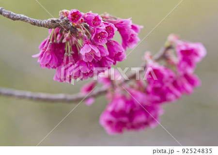 釣り鐘状のの桜の花が満開でとてもきれいです。桜の名前はカンヒザクラ（寒緋桜）です。 92524835