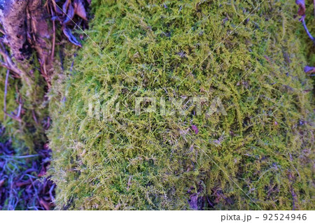 シノブゴケ　忍苔　苔　利平茶屋森林公園　 92524946