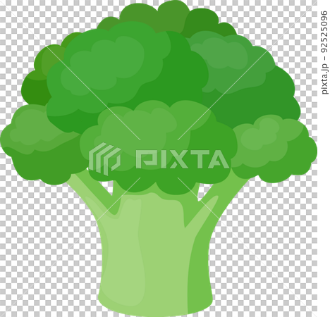 Simple and cute broccoli illustration 92525096