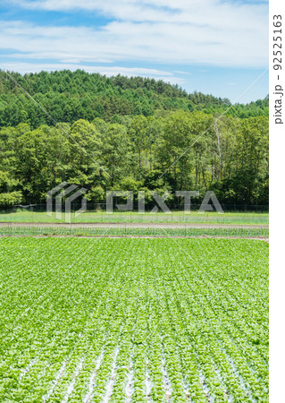 山間部の農場【結球前の白菜】 山間部の農場【結球前の白菜】 92525163