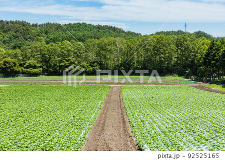 山間部の農場【結球前の白菜】 山間部の農場【結球前の白菜】 92525165