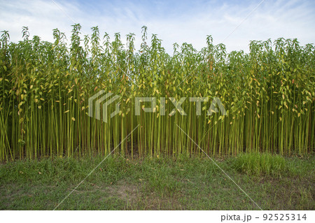 Green jute Plantation field. Raw Jute plant Texture background. Green jute Plantation field. Raw Jute plant Texture background. 92525314