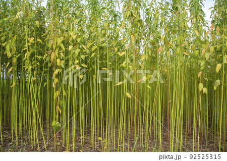 Green Jute Plantation Field Raw Jute Plant Texture Background