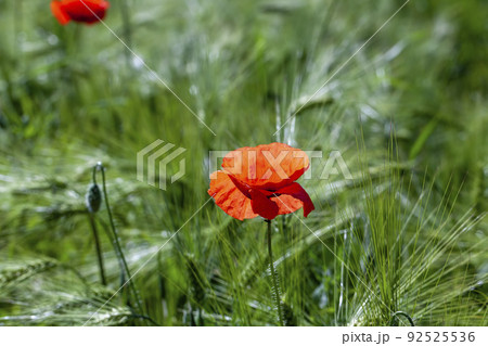 red poppies growing in an agricultural field with cereals red poppies growing in an agricultural field with cereals 92525536