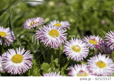 white and red daisies on the field white and red daisies on the field 92525537