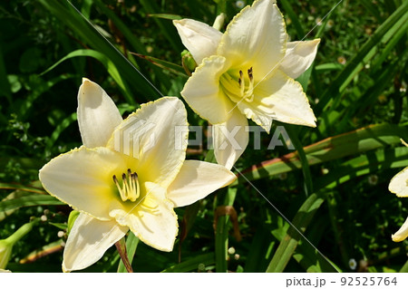 ヘメロカリス・ブリザードベイ（ユリ科） 92525764