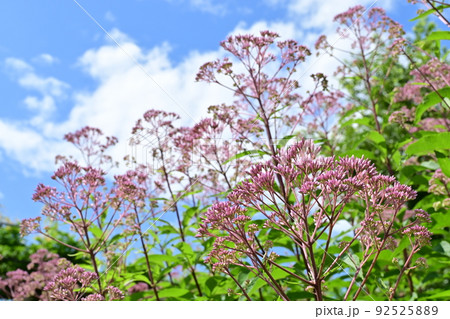 ユーパトリウム・アトロプルプレウム（キク科） 92525889