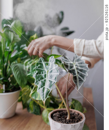 woman waters flowers and takes care of green plants at home. A European woman entrepreneur in a flower shop. woman waters flowers and takes care of green plants at home. A European woman entrepreneur in a flower shop. 92526116