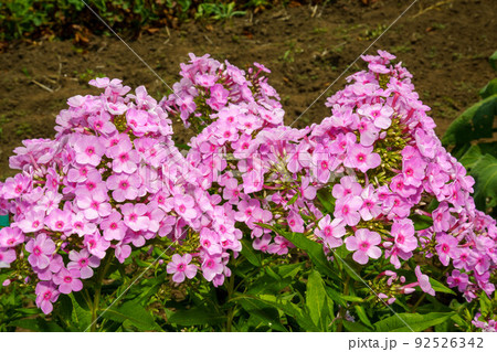 可愛いピンクのフロックスの花 92526342