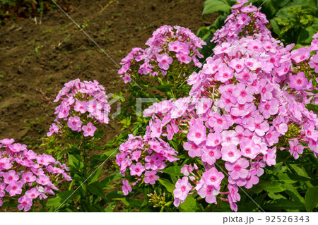 可愛いピンクのフロックスの花 可愛いピンクのフロックスの花 92526343