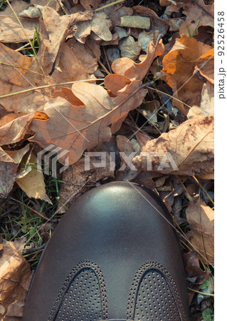 Comfortable leather brown shoes for men on grass with autumnal leaves. Male footwear. Place for text 92526458