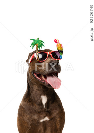 Studio shot of purebred dog, american pit bull terrier, posing in funny sunglasses isolated over white background Studio shot of purebred dog, american pit bull terrier, posing in funny sunglasses isolated over white background 92526749