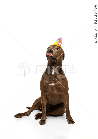 Studio shot of purebred dog, american pit bull terrier, posing in birthday hat isolated over white background 92526766
