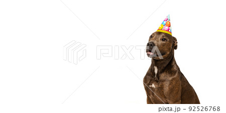 Studio shot of purebred dog, american pit bull terrier, posing in birthday hat isolated over white background. Flyer Studio shot of purebred dog, american pit bull terrier, posing in birthday hat isolated over white background. Flyer 92526768