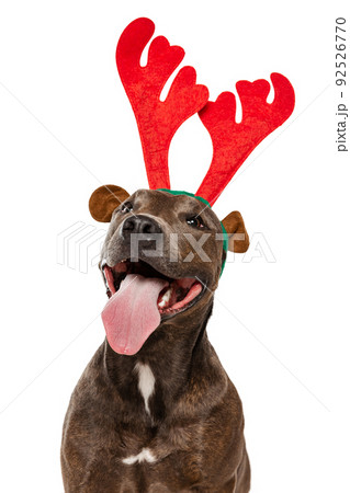 Studio shot of cheerful, purebred dog, american pit bull terrier, posing isolated over white background. Smiling Studio shot of cheerful, purebred dog, american pit bull terrier, posing isolated over white background. Smiling 92526770