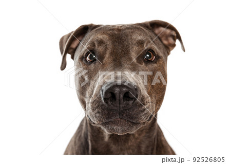 Studio shot of beautiful, purebred dog, american pit bull terrier, posing isolated over white background. Curious look Studio shot of beautiful, purebred dog, american pit bull terrier, posing isolated over white background. Curious look 92526805