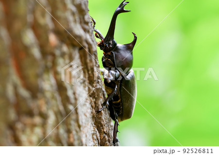 カブトムシ カブトムシ 92526811